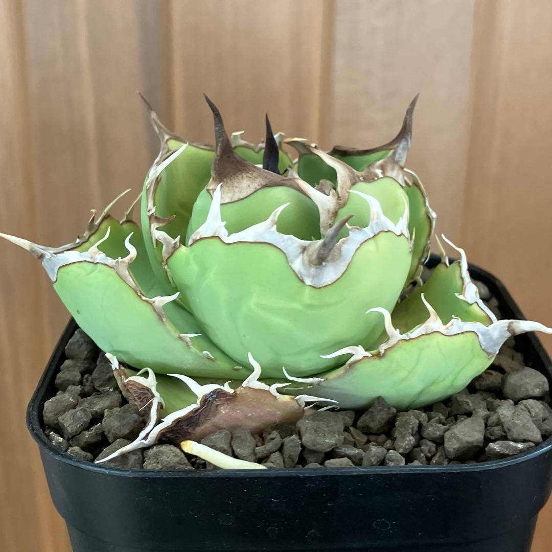 t*4様 【初売りオークション】125 REZA産　イラン株　アガベ　アングリー