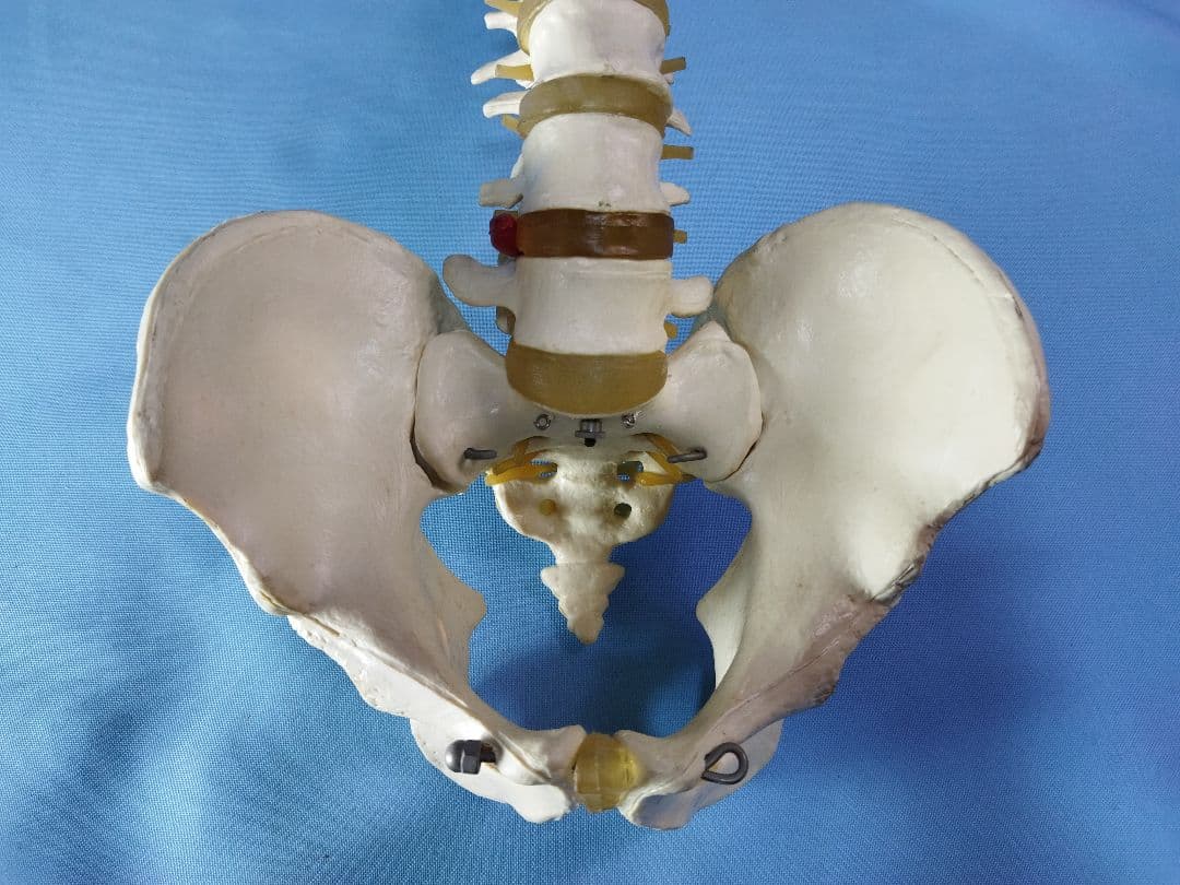 脊椎模型 約70cm 骨格標本　人体模型　カイロ　整体　整骨院　鍼灸