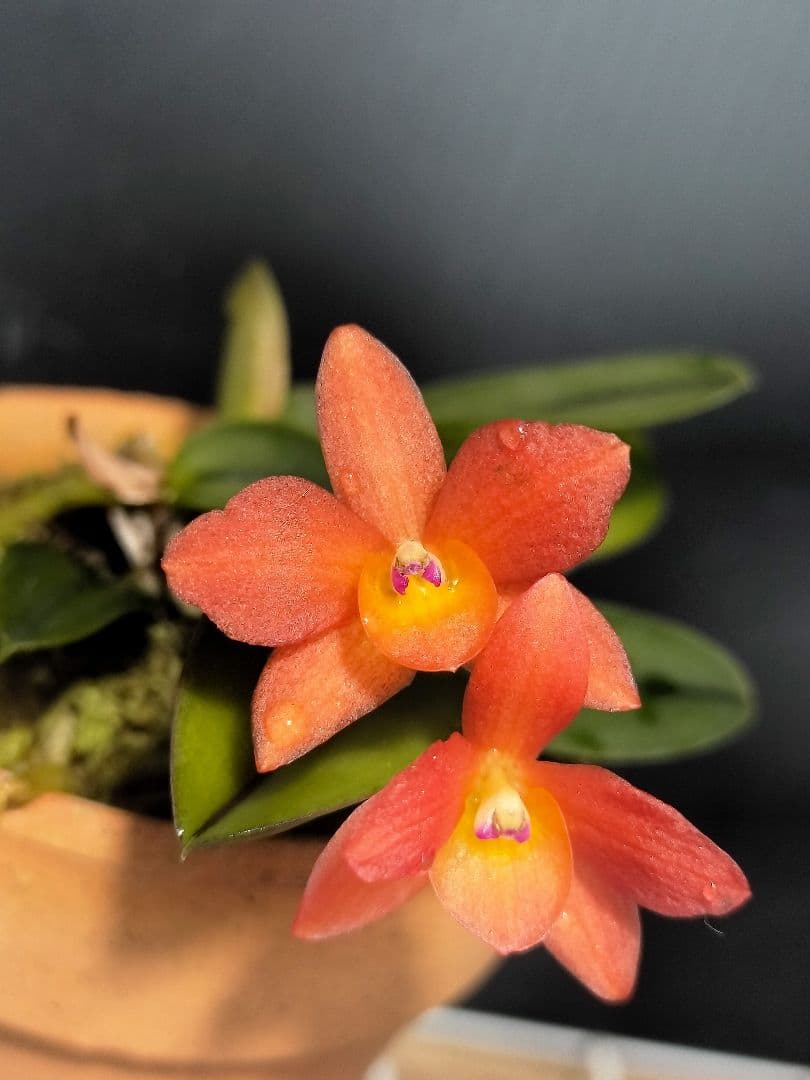 goromiiiさまご検討中旧ソフロニティス3種類3株セット