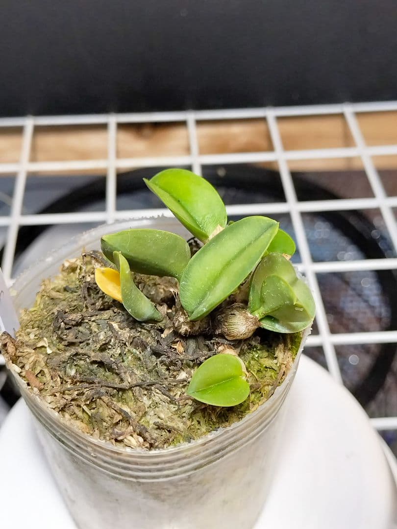 goromiiiさまご検討中旧ソフロニティス3種類3株セット