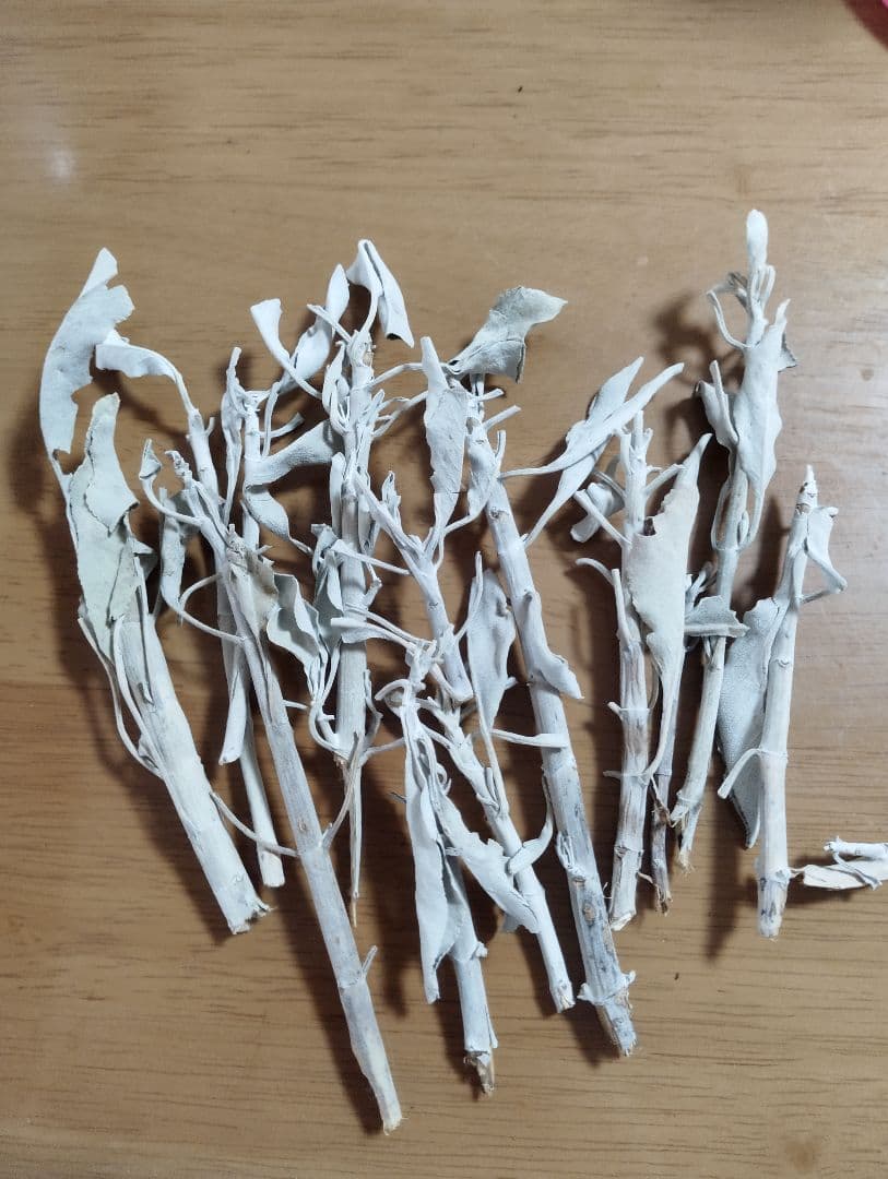 激安価格☆無農薬アウトレットホワイトセージリーフクラスター1KG箱入り業務用価額