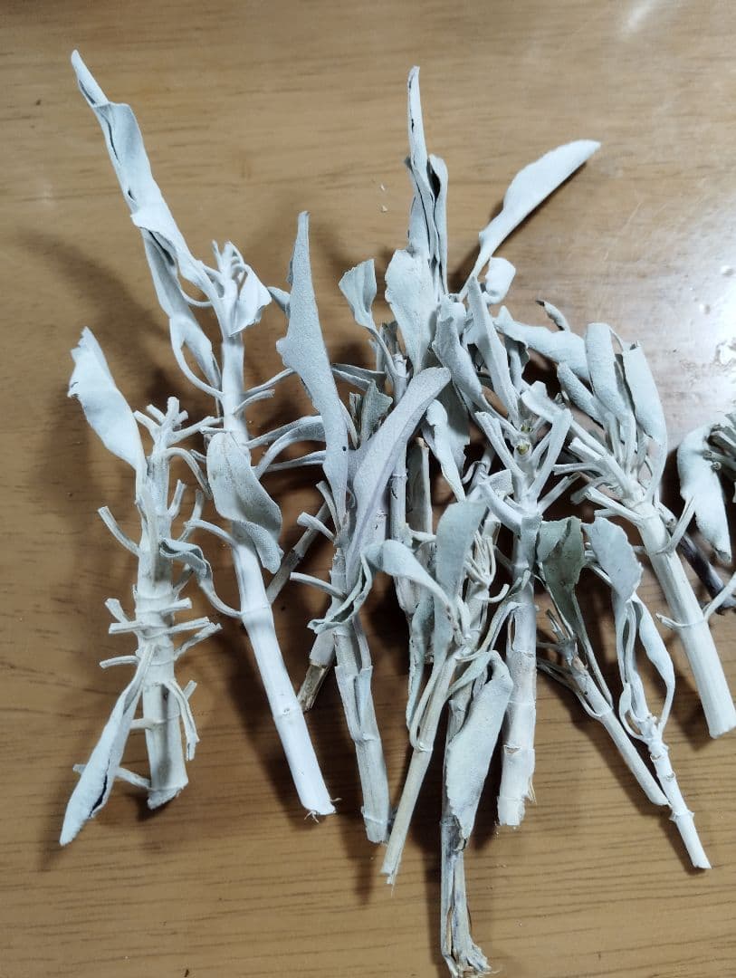 激安価格☆無農薬アウトレットホワイトセージリーフクラスター1KG箱入り業務用価額