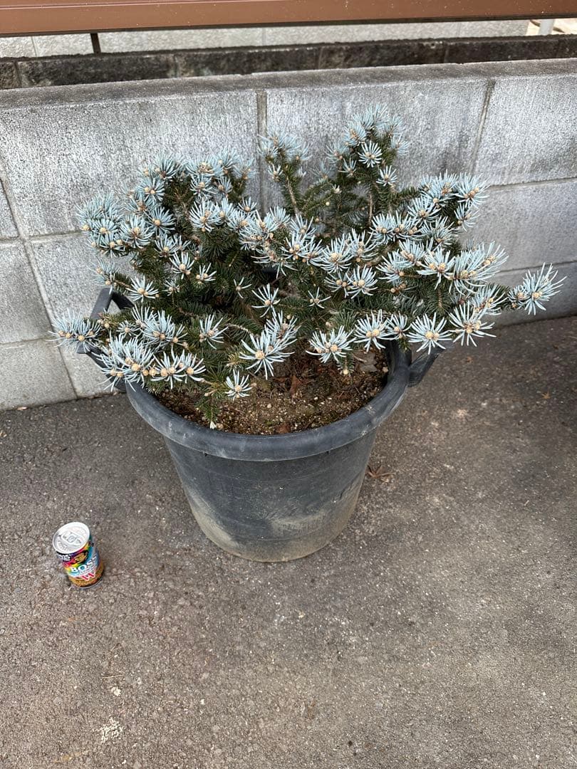 プンゲンストウヒ　グロボーサ　ガーデニング　コニファー　ホプシー　庭木　もみの木