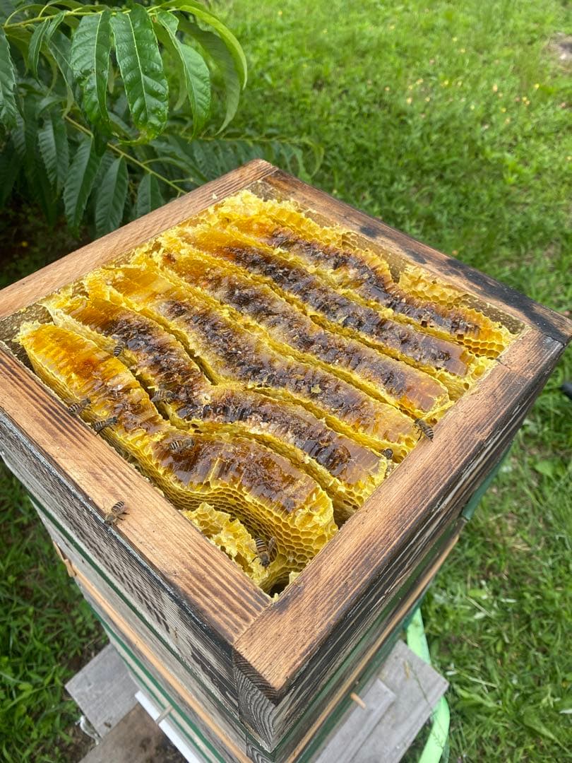 日本ミツバチ重箱式巣箱　捕獲飼育用