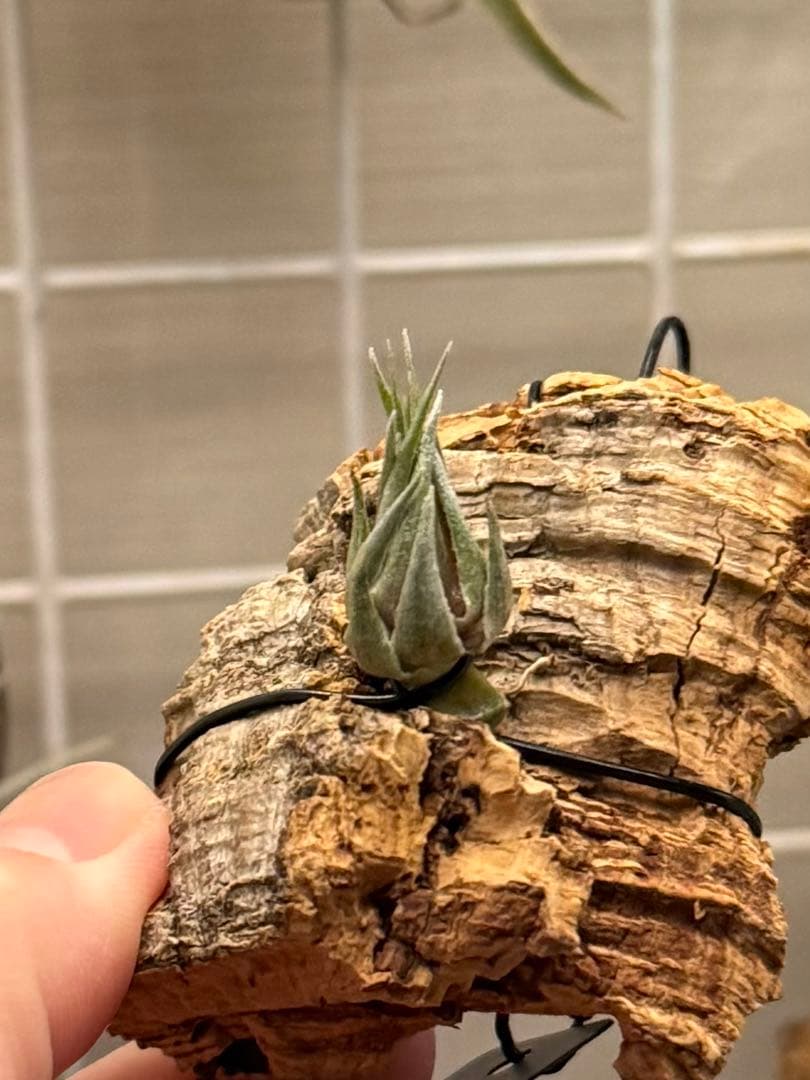 Tillandsia kautskyi (たゆみま由来)