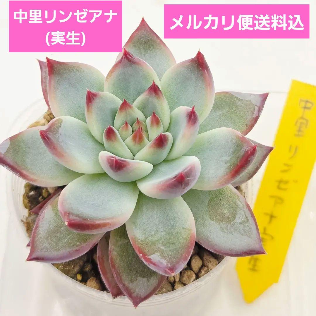 b*i様 ㊱中里リンゼアナ(実生)❣️ 発根済み メルカリ便送料込 札無し