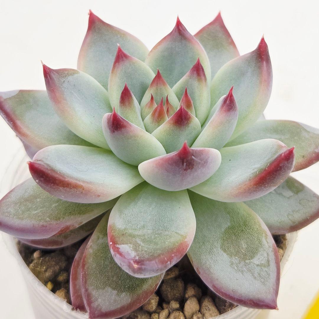 b*i様 ㊱中里リンゼアナ(実生)❣️ 発根済み メルカリ便送料込 札無し