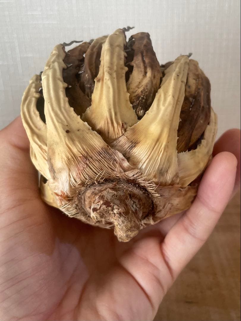 今だけ特売！【陽炎】エボリスピナ厳選美型株！締まった優良株！抜苗/第四種郵便！