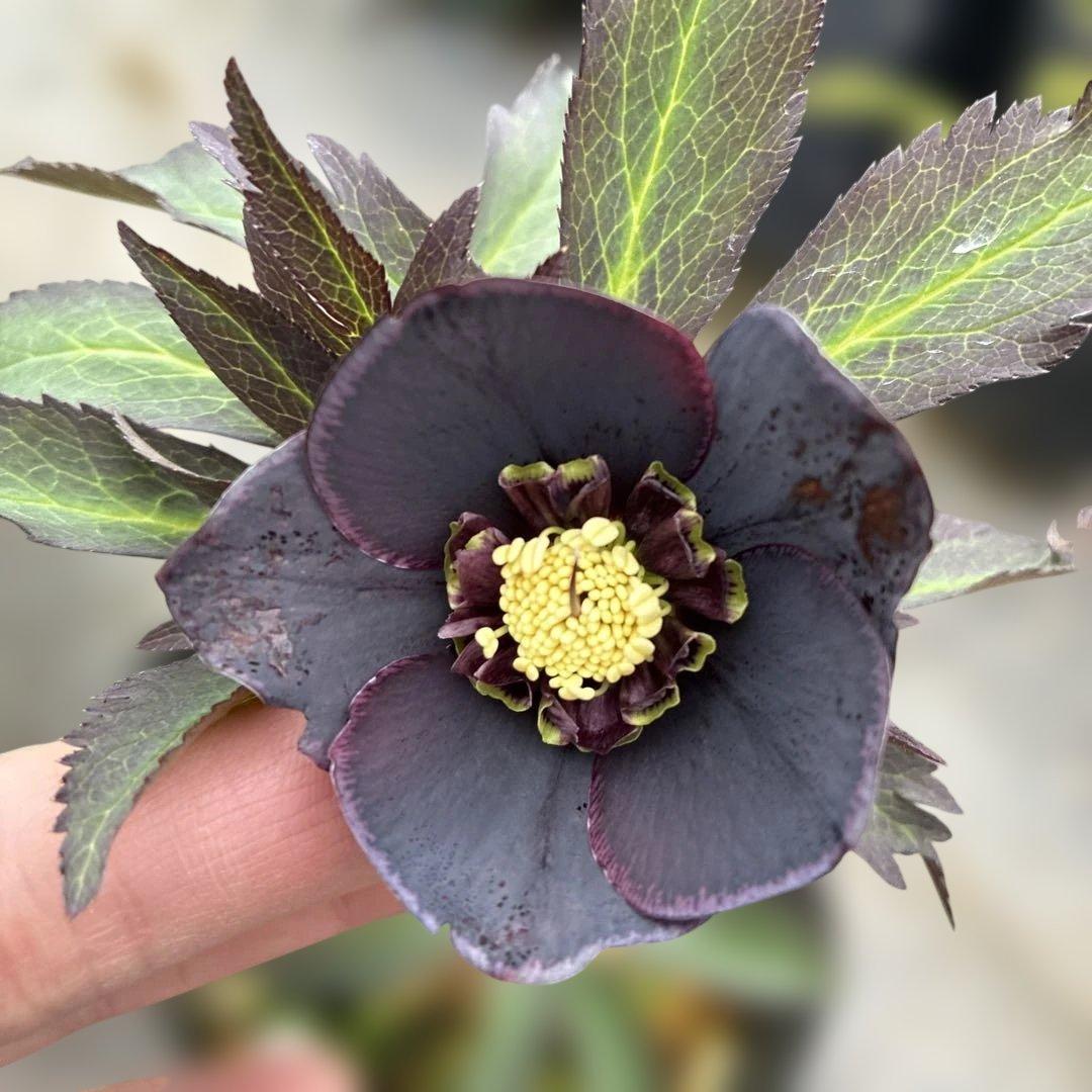 専用です。2点　5日まで　クリスマスローズ　セミダブル？　ベタブロッチ　4.5寸