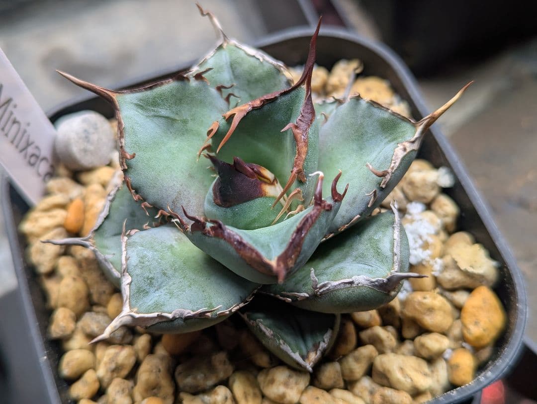 オアハカオテロイ 超コンパクト “Minixaca” 発根活着済 タグ鉢付発送