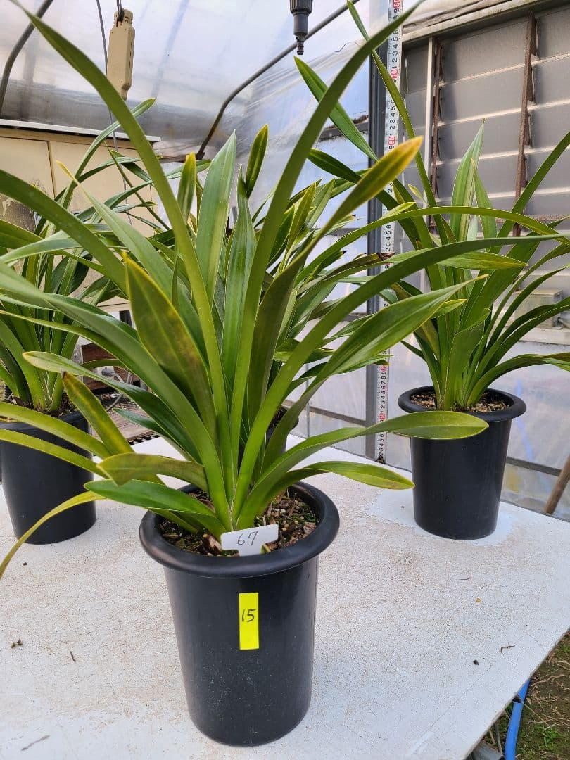 ミ*ー様 フォアゴットンフルーツ。花芽合計15個。5鉢セット。蜜蜂誘引蘭。日本蜜