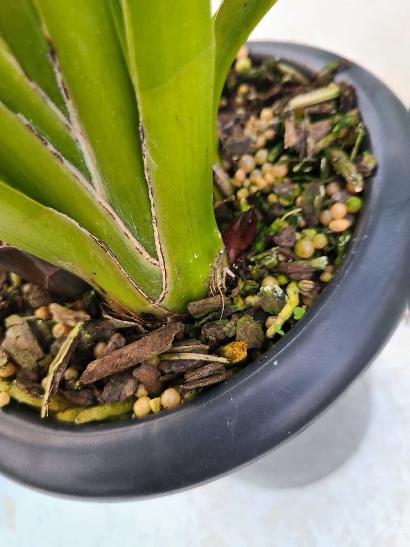 ミ*ー様 フォアゴットンフルーツ。花芽合計15個。5鉢セット。蜜蜂誘引蘭。日本蜜