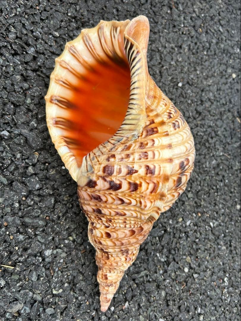 法螺貝　37.5cm (直線34cm) 825g