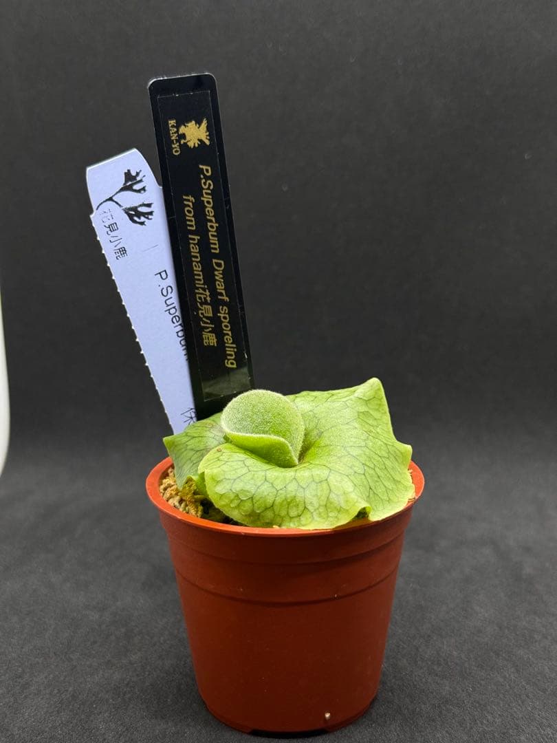 p.superbum dwarf sporeling スパーバムドワーフ003