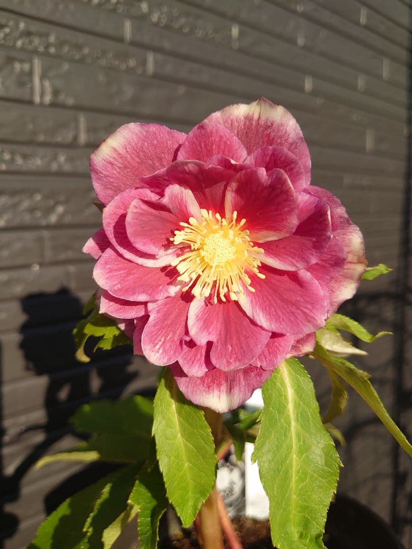 広瀬園芸　クリスマスローズ　Ｂ