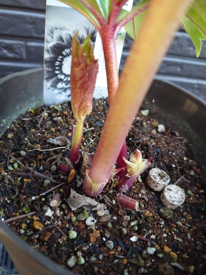 広瀬園芸　クリスマスローズ　Ｂ