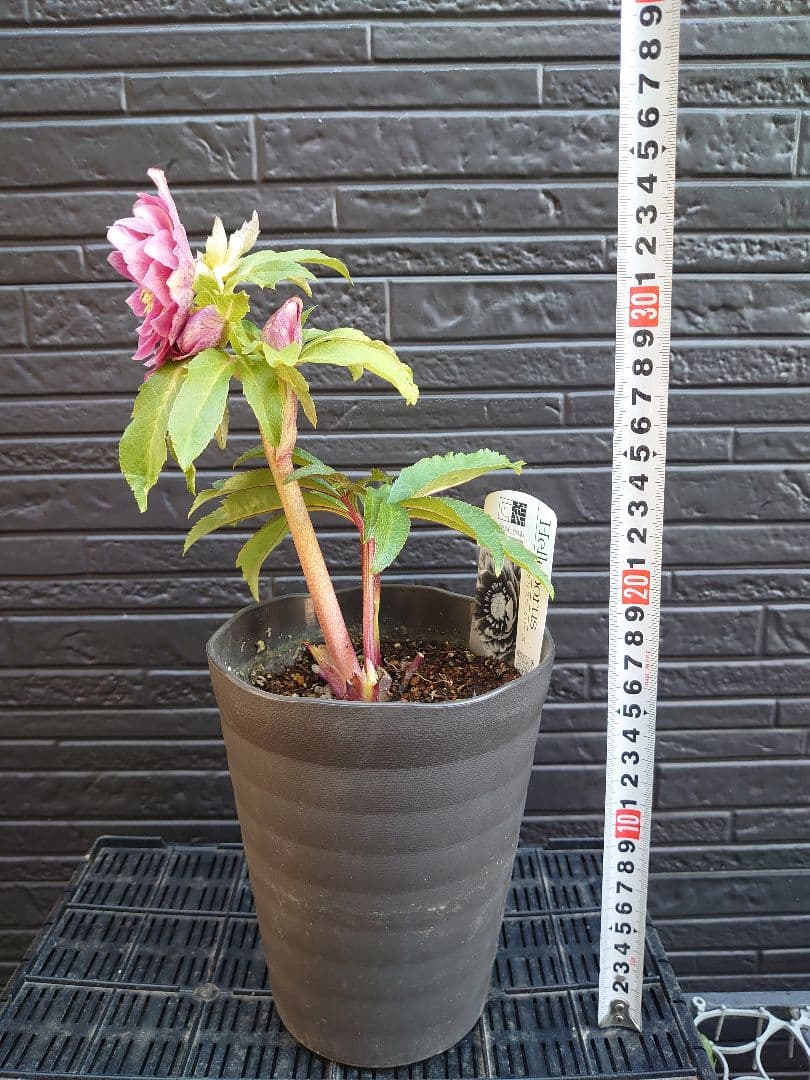 広瀬園芸　クリスマスローズ　Ｂ