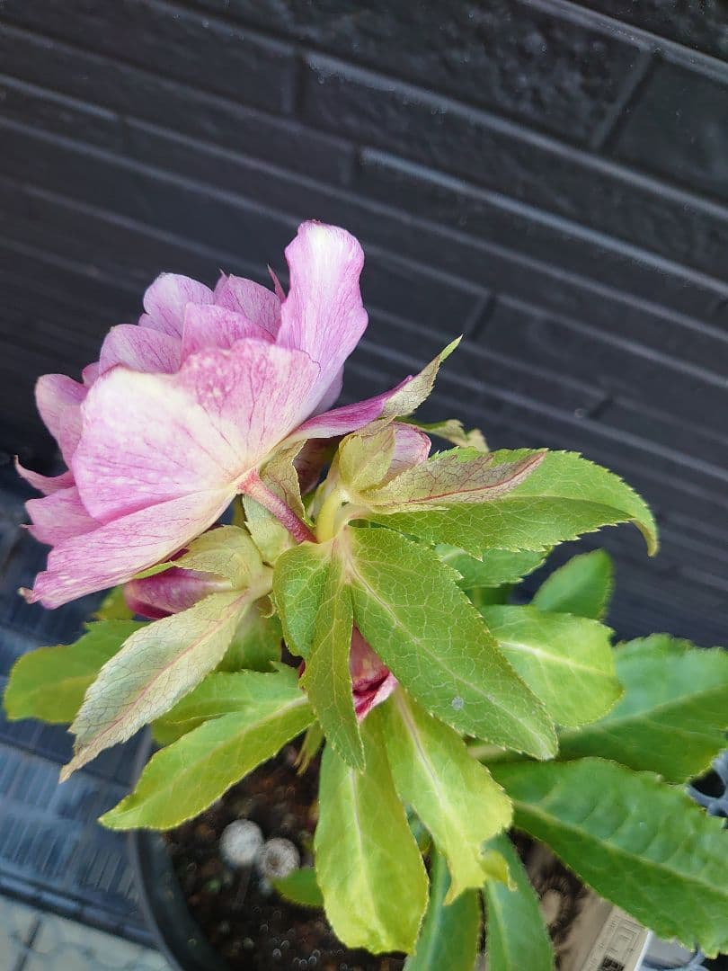 広瀬園芸　クリスマスローズ　Ｂ