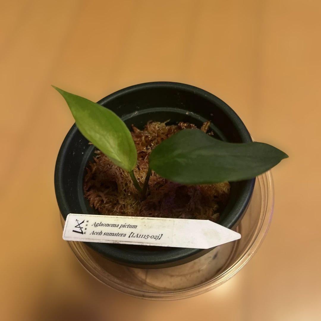 正規タグ付き　アグラオネマピクタム　Aglaonemapictum