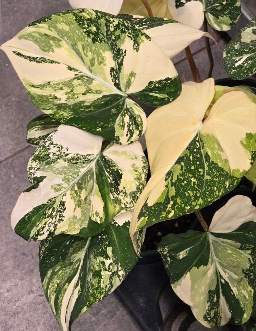 フィロデンドロン グロリオーサム トリカラー A01【モンステラ 斑入り】