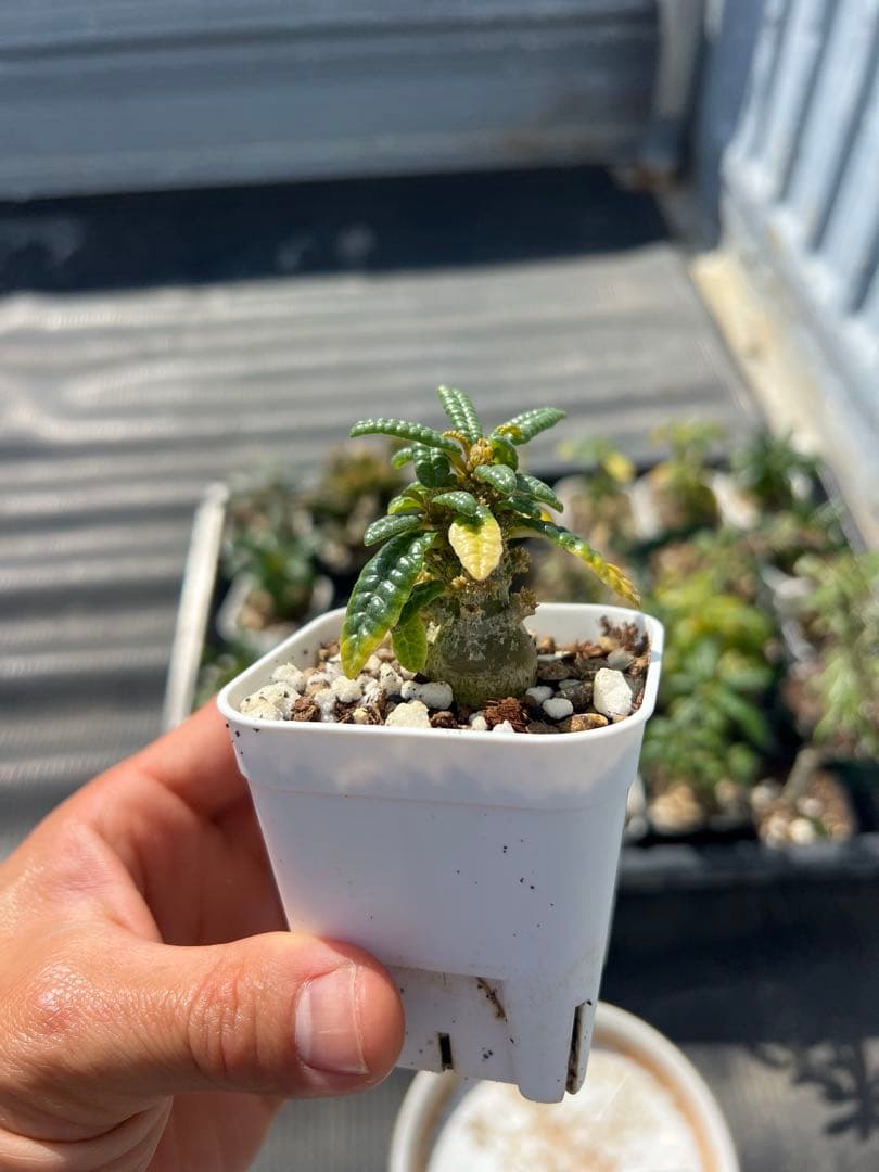 まさし出品　ドルステニアギガス　ブラータ　沖縄実生株