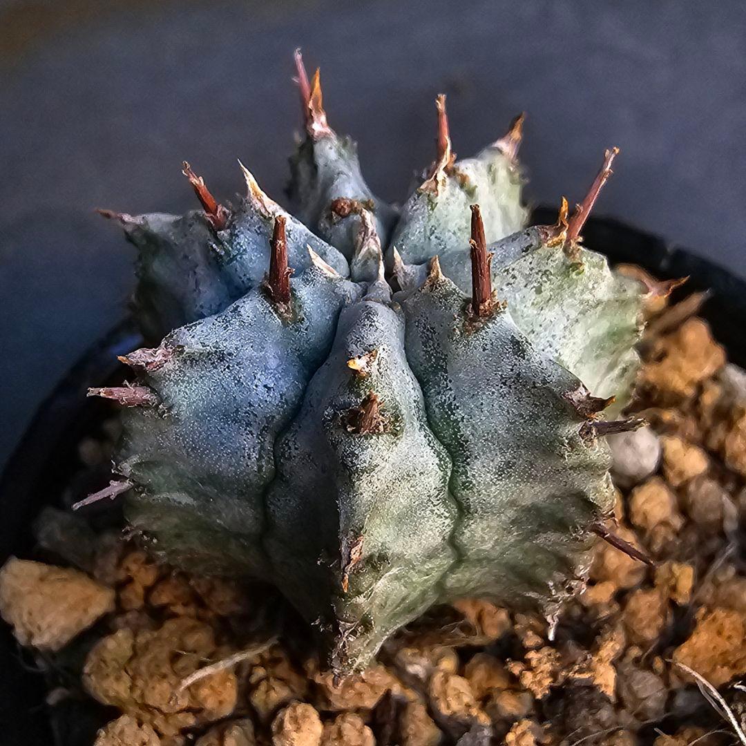 メルカリ便発送&ロウルサンコさんラベル付き☆ユーフォルビア ホリダ ビックバン
