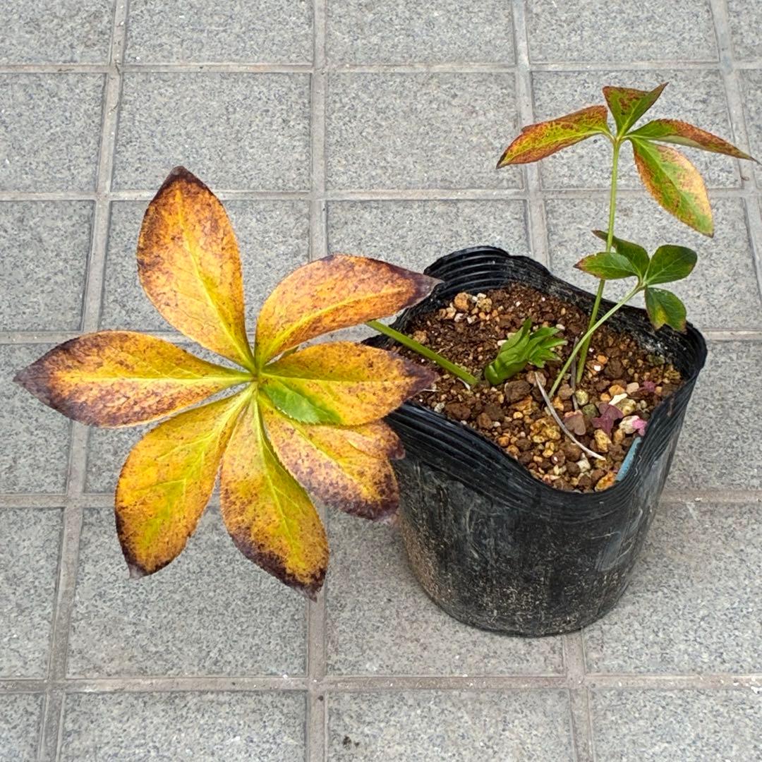 ヒ*イ様 ☘️蕾付き☘️3367⭐️グリーンリップ⭐️ 曽田園芸⭐️