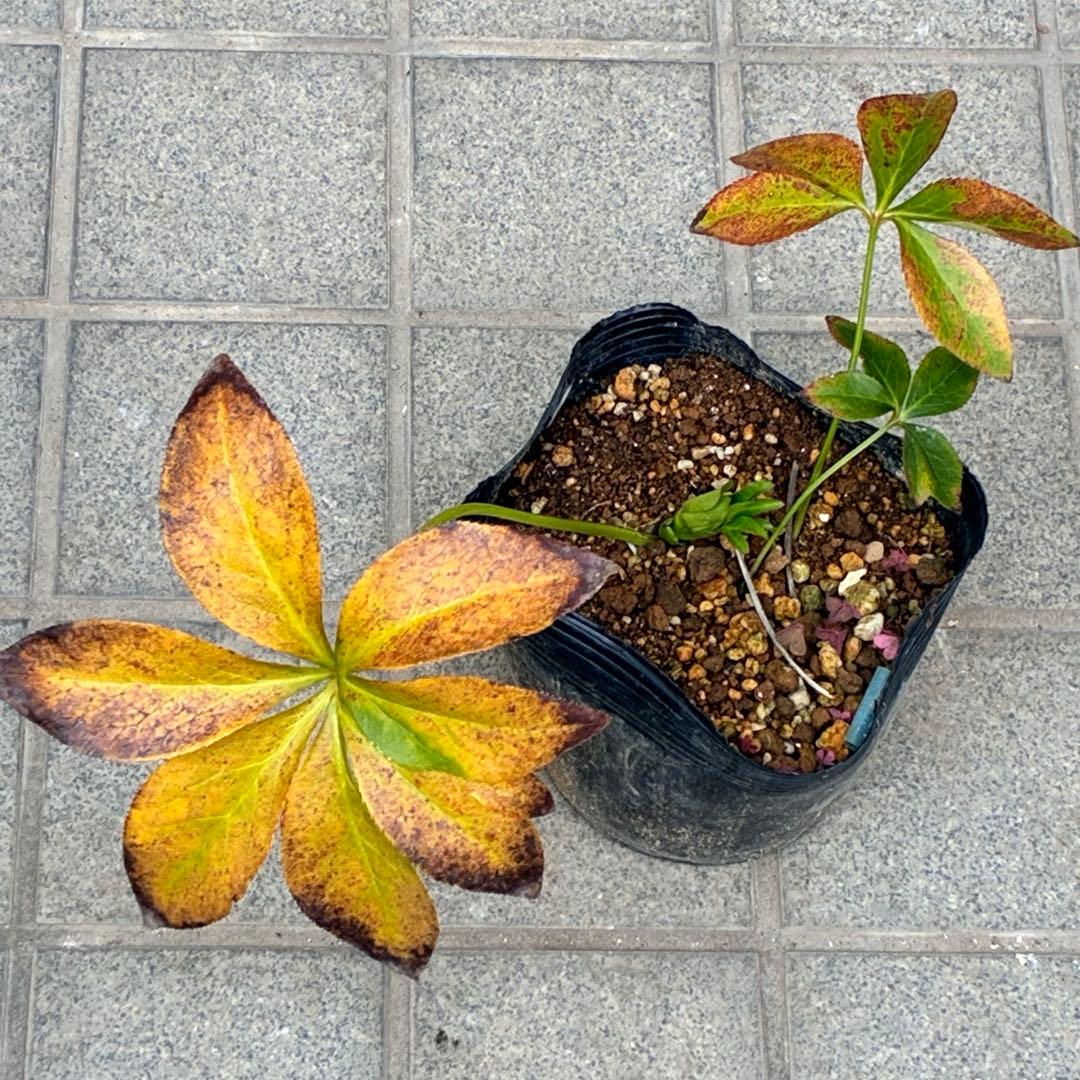 ヒ*イ様 ☘️蕾付き☘️3367⭐️グリーンリップ⭐️ 曽田園芸⭐️