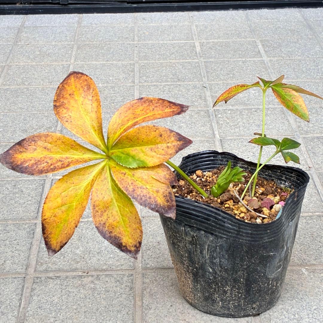 ヒ*イ様 ☘️蕾付き☘️3367⭐️グリーンリップ⭐️ 曽田園芸⭐️