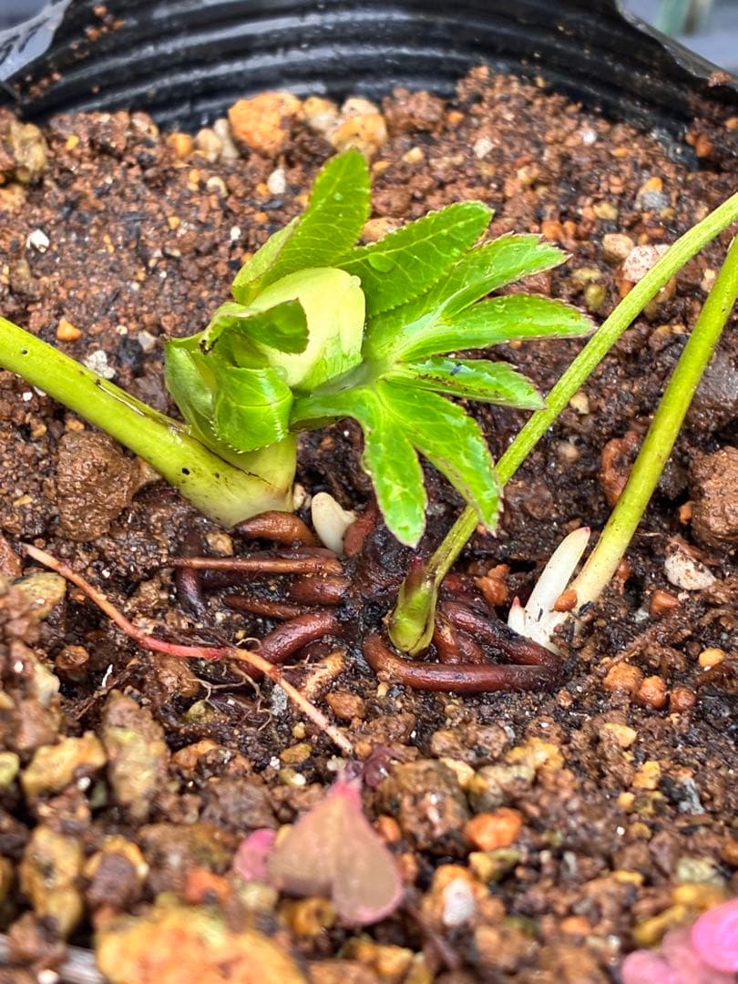 ヒ*イ様 ☘️蕾付き☘️3367⭐️グリーンリップ⭐️ 曽田園芸⭐️