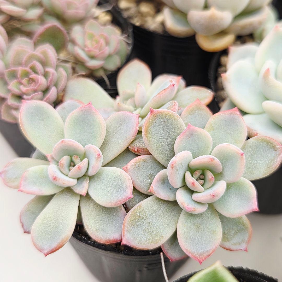 みー❀✼❅様全16苗⑧つぶつぶ屋さん キャラット❣️あられ❣️発根済ネコポス込