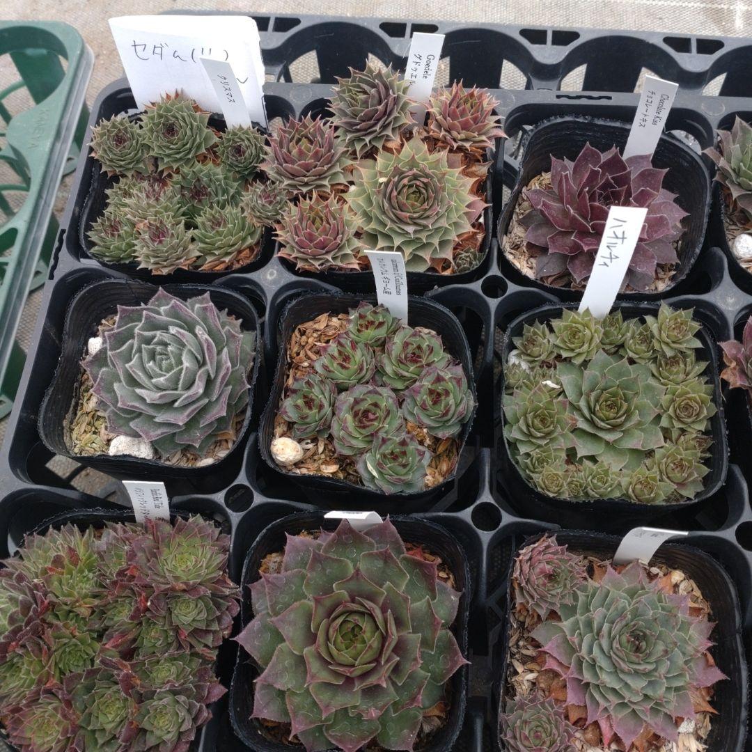 セダム(*´ω｀*)さん専用