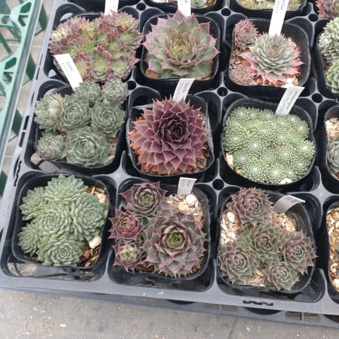 セダム(*´ω｀*)さん専用