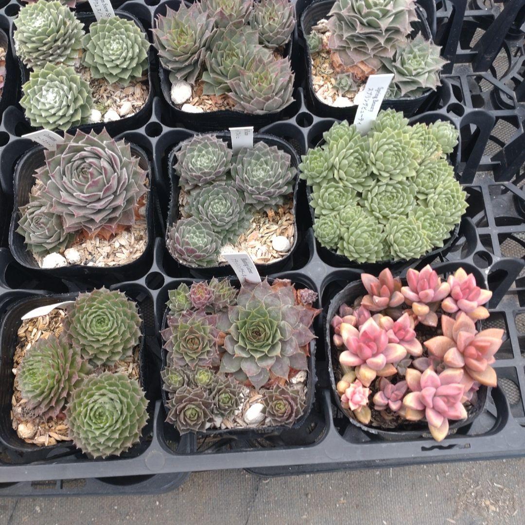 セダム(*´ω｀*)さん専用