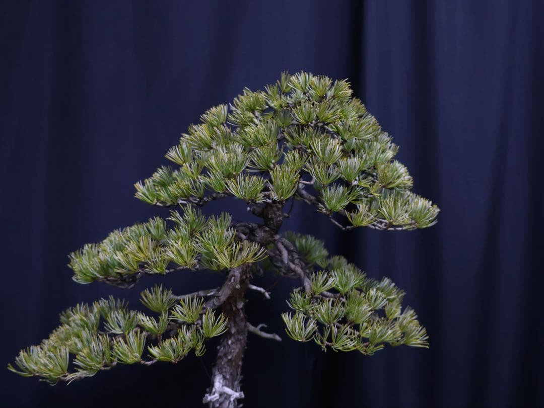 ブ*グ様 フォロワー300人記念オークション 五葉松　文人 盆栽 大品盆栽　樹高