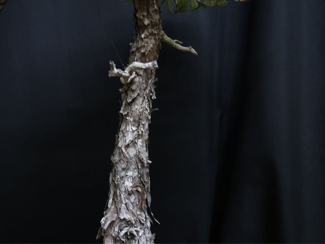 ブ*グ様 フォロワー300人記念オークション 五葉松　文人 盆栽 大品盆栽　樹高