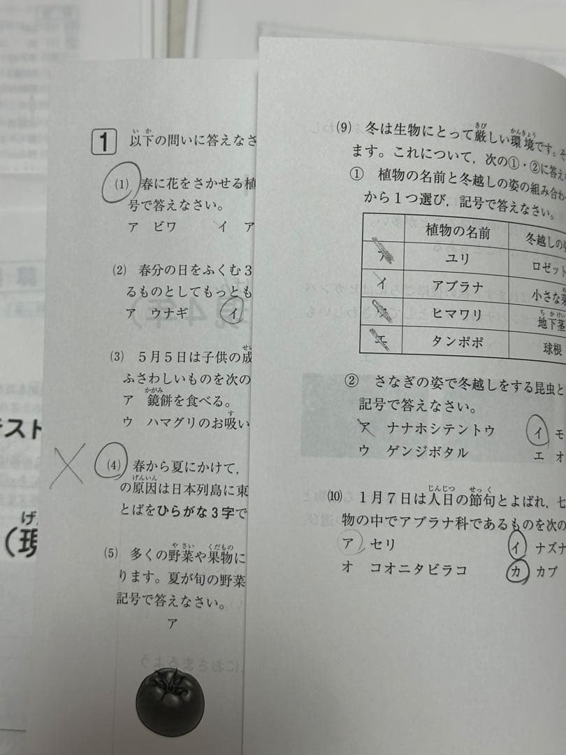 サピックス5年　マンスリーテスト　入室組分けテスト　2025年最新　11回セット