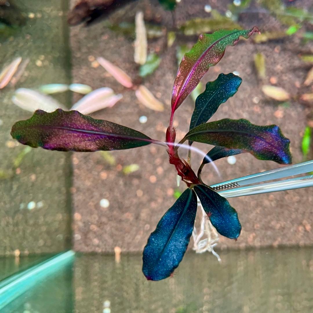 水中葉 ブセファランドラ ゴースト カリマンタン 1株