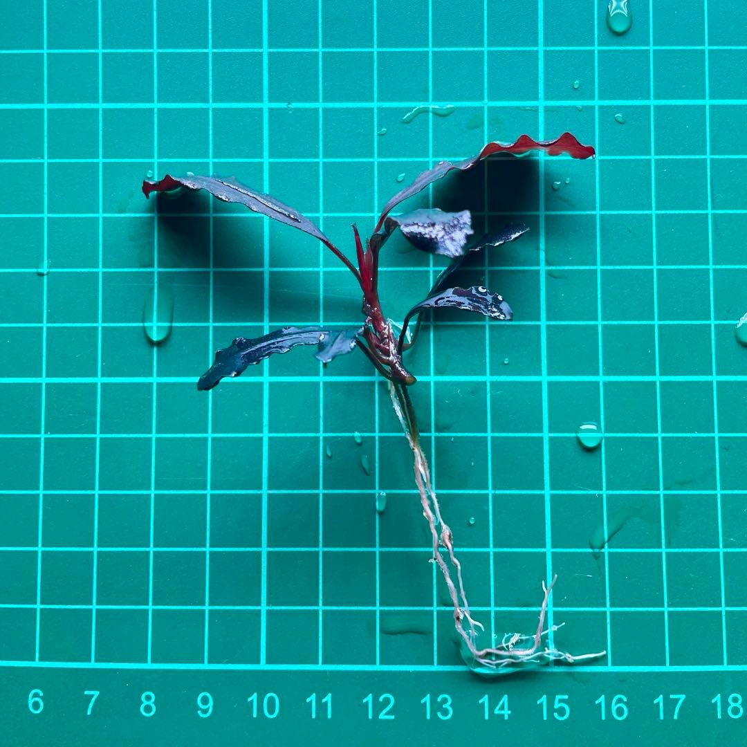 水中葉 ブセファランドラ ゴースト カリマンタン 1株