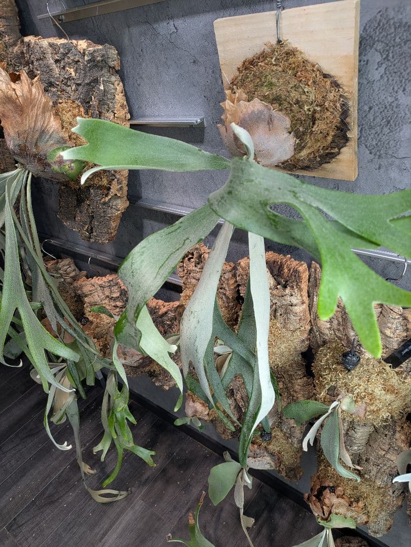 P.Sailor Moon  Queen F306 ビカクシダ