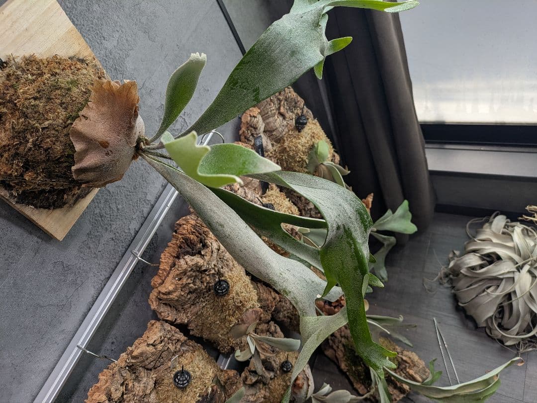 P.Sailor Moon  Queen F306 ビカクシダ