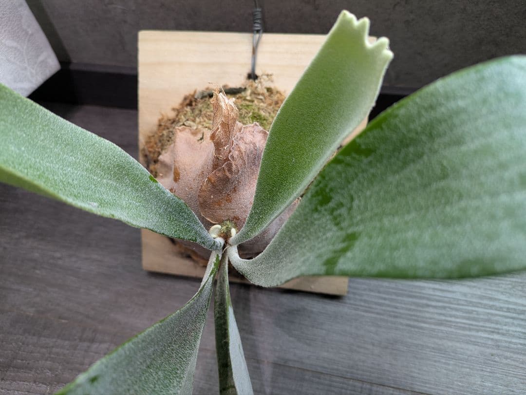 P.Sailor Moon  Queen F306 ビカクシダ