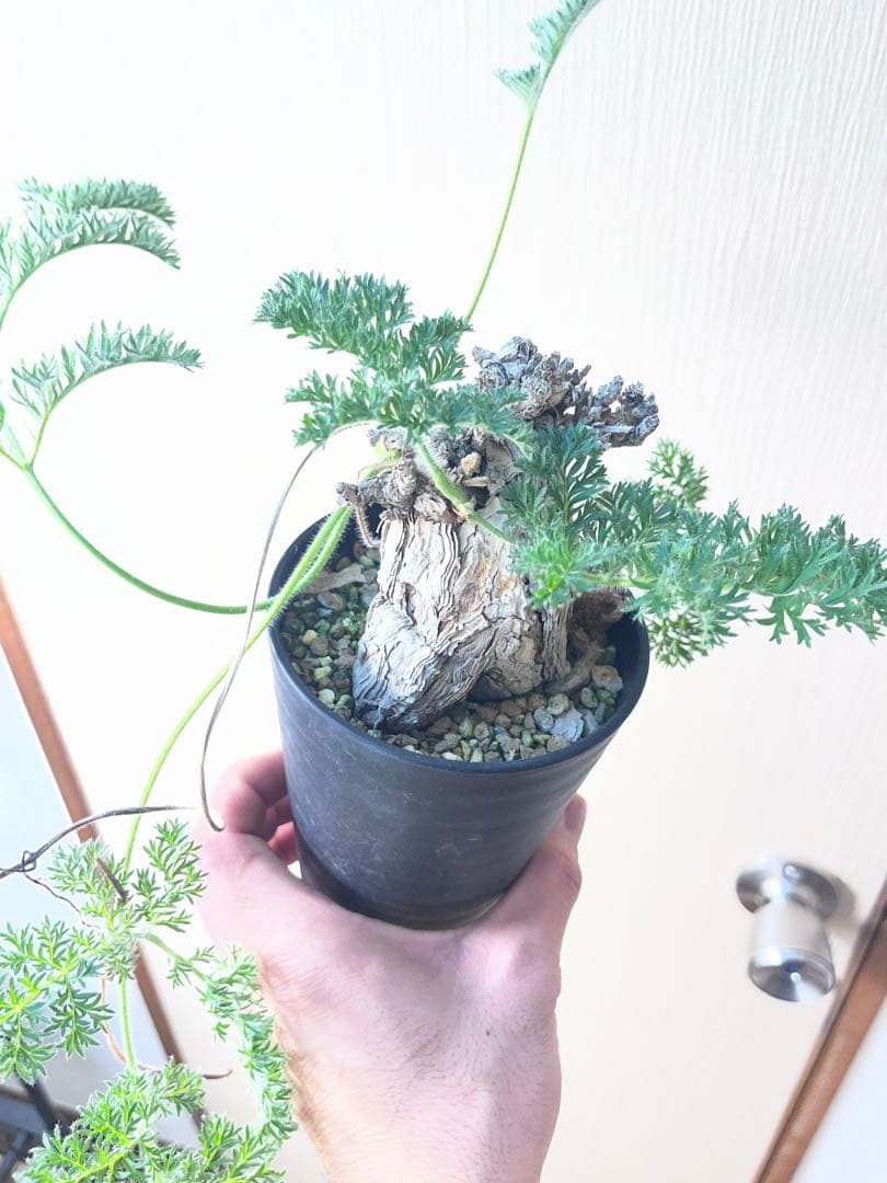 【現地株国内管理5年】冬型　ペラルゴニウム トリステ　発根済み　大株