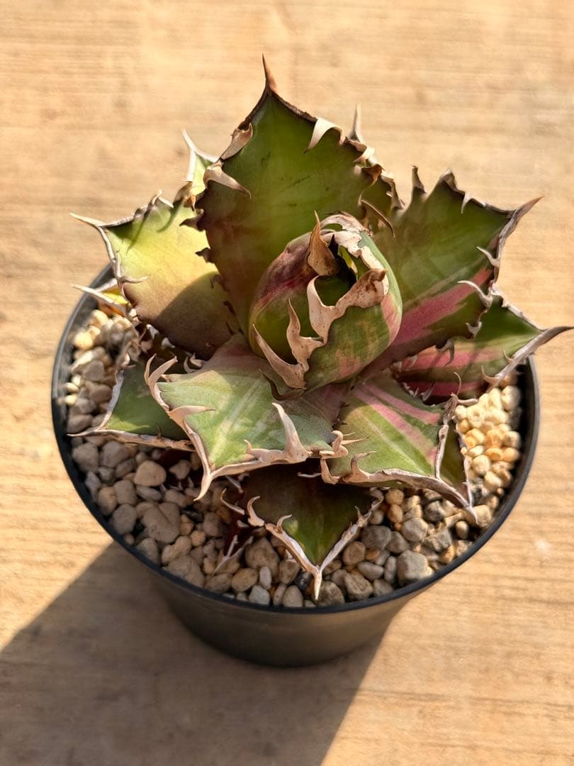 レッドキャットウィーズル 斑入り｜ピンク差し斑｜3.5寸鉢｜希少　斑入りRCW