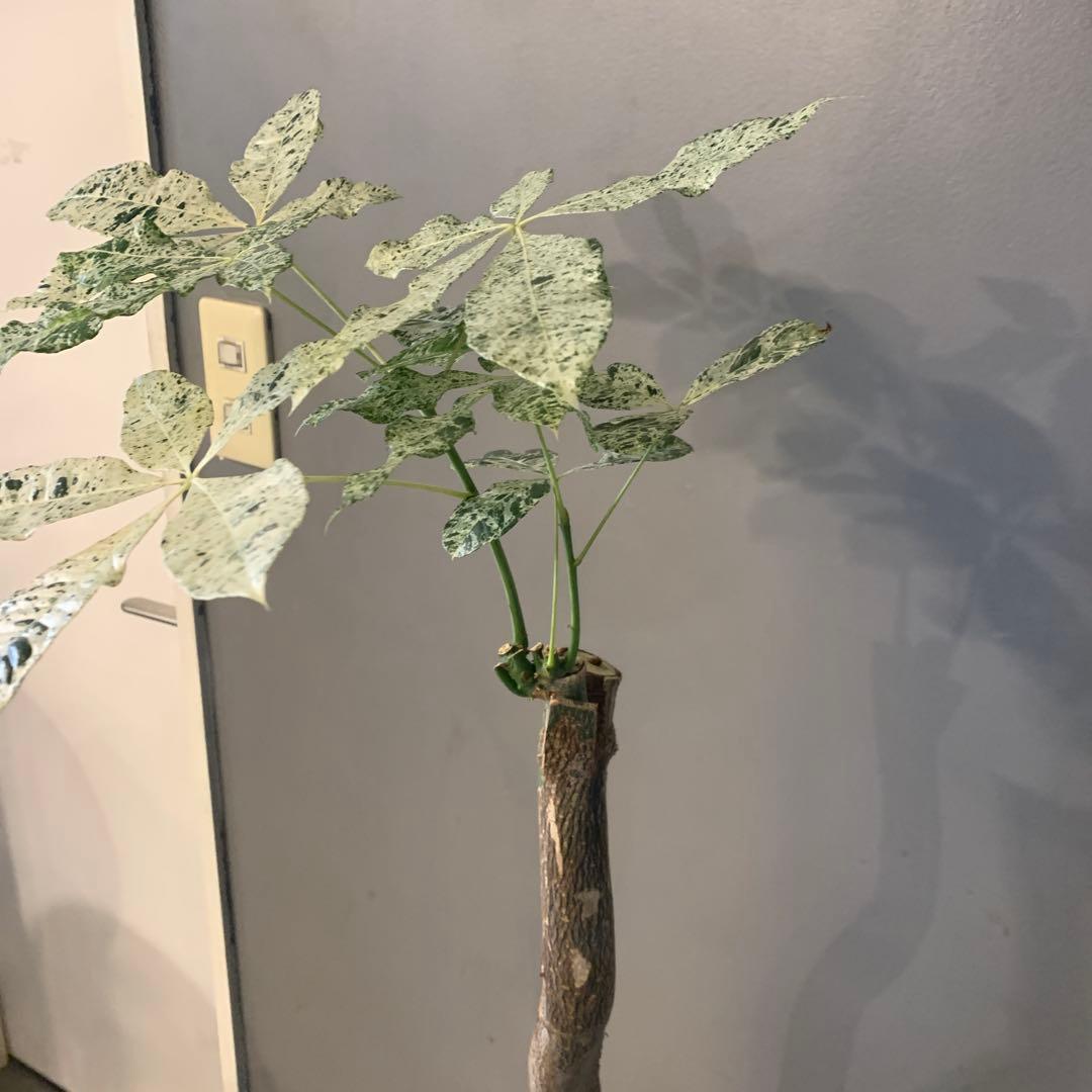 パキラ ミルキーウェイ 4