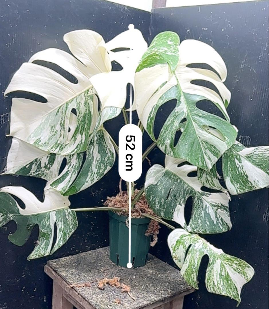 ひ*★様 斑入りモンステラ ホワイトタイガー極美大株52cm白斑多