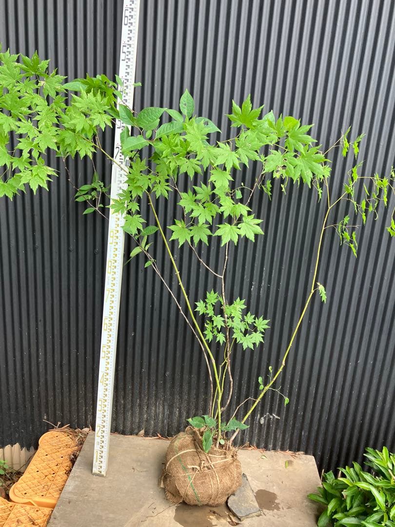 hiroooです！ 山採り　ヤマモミジ　ウワミズザクラ　混合株