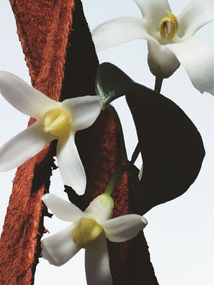 DRIES VAN NOTEN フルールドゥマル　FLEUR DE MAL