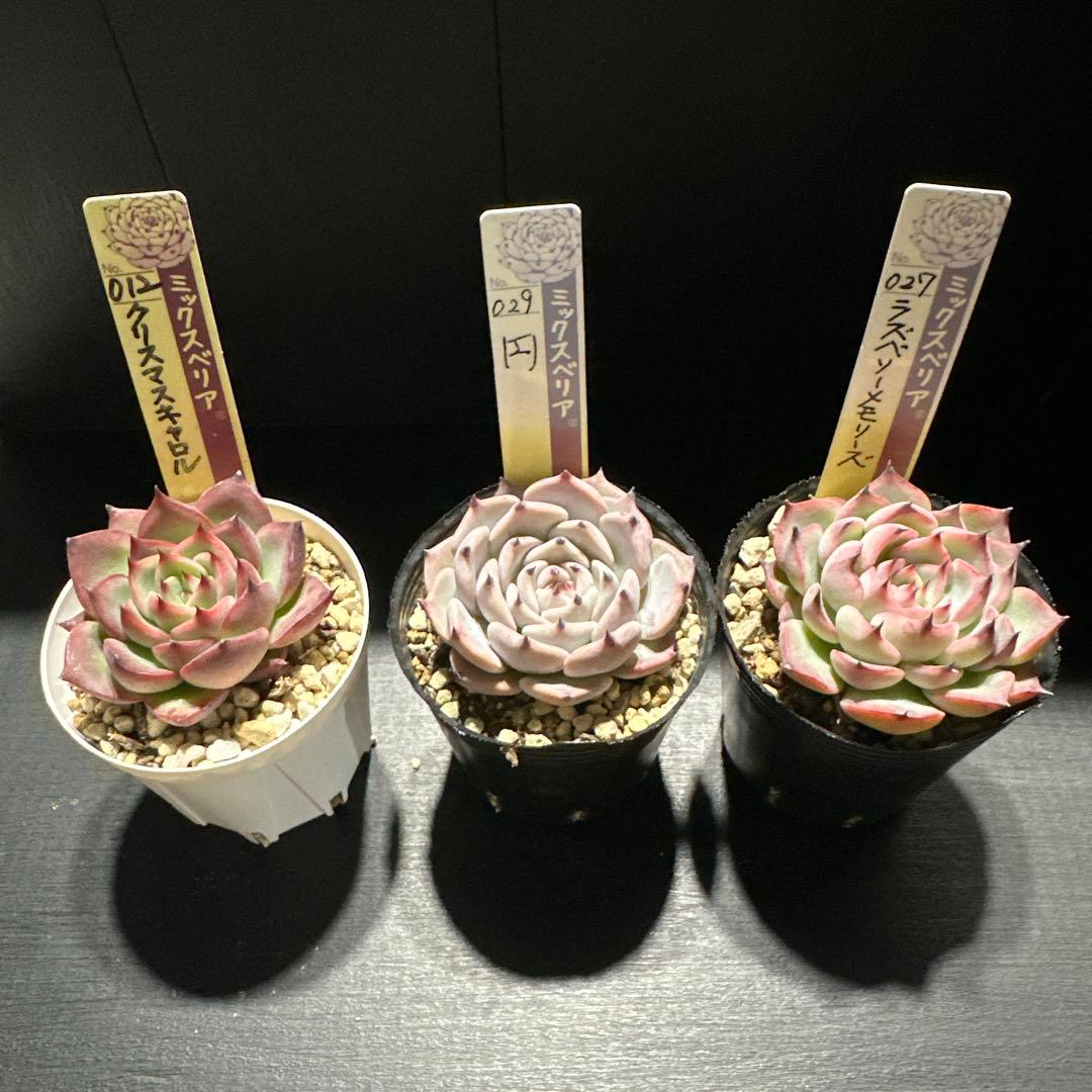 ゆ*ま様 おらいさん苗10点セット　まだまだ成長お楽しみに♡札なし