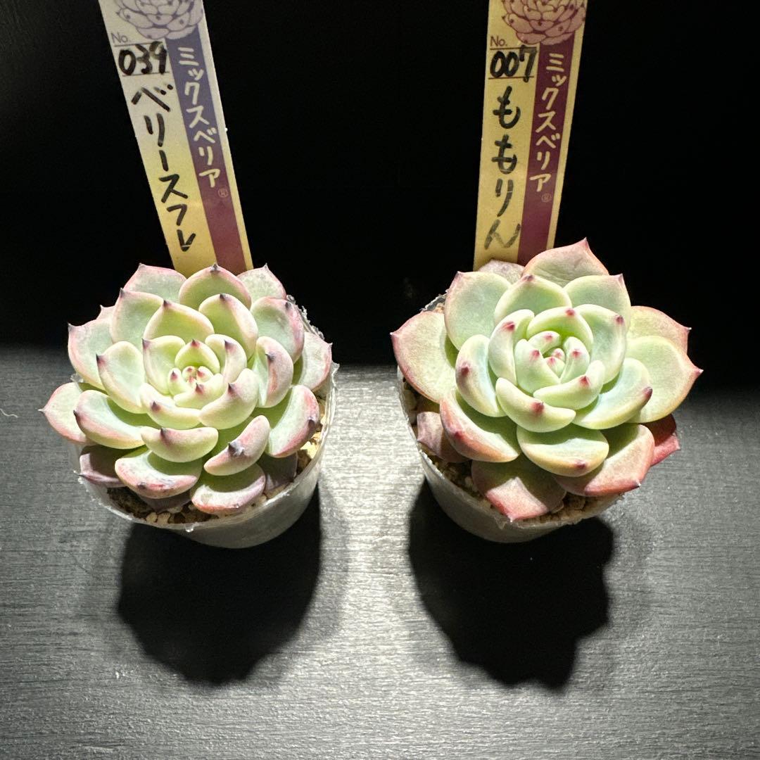 ゆ*ま様 おらいさん苗10点セット　まだまだ成長お楽しみに♡札なし